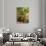 View of Butchart Garden, Victoria, British Columbia, Canada-Stuart Westmorland-Photographic Print displayed on a wall
