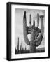 View Of Cactus And Surrounding Area "Saguaros Saguaro National Monument" Arizona 1933-1942-Ansel Adams-Framed Art Print