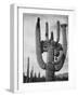 View Of Cactus And Surrounding Area "Saguaros Saguaro National Monument" Arizona 1933-1942-Ansel Adams-Framed Art Print