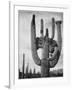 View Of Cactus And Surrounding Area "Saguaros Saguaro National Monument" Arizona 1933-1942-Ansel Adams-Framed Art Print