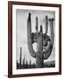 View Of Cactus And Surrounding Area "Saguaros Saguaro National Monument" Arizona 1933-1942-Ansel Adams-Framed Art Print