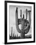 View Of Cactus And Surrounding Area "Saguaros Saguaro National Monument" Arizona 1933-1942-Ansel Adams-Framed Art Print