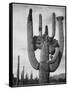View Of Cactus And Surrounding Area "Saguaros Saguaro National Monument" Arizona 1933-1942-Ansel Adams-Framed Stretched Canvas