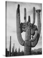 View Of Cactus And Surrounding Area "Saguaros Saguaro National Monument" Arizona 1933-1942-Ansel Adams-Stretched Canvas