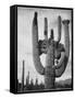 View Of Cactus And Surrounding Area "Saguaros Saguaro National Monument" Arizona 1933-1942-Ansel Adams-Framed Stretched Canvas