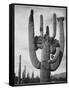 View Of Cactus And Surrounding Area "Saguaros Saguaro National Monument" Arizona 1933-1942-Ansel Adams-Framed Stretched Canvas