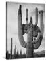 View Of Cactus And Surrounding Area "Saguaros Saguaro National Monument" Arizona 1933-1942-Ansel Adams-Stretched Canvas