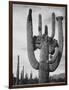 View Of Cactus And Surrounding Area "Saguaros Saguaro National Monument" Arizona 1933-1942-Ansel Adams-Framed Art Print