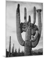 View Of Cactus And Surrounding Area "Saguaros Saguaro National Monument" Arizona 1933-1942-Ansel Adams-Mounted Art Print