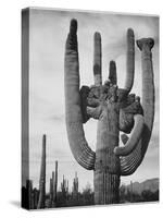 View Of Cactus And Surrounding Area "Saguaros Saguaro National Monument" Arizona 1933-1942-Ansel Adams-Stretched Canvas