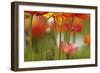 View of California Poppy-Adam Jones-Framed Photographic Print