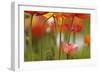 View of California Poppy-Adam Jones-Framed Photographic Print