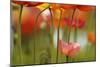 View of California Poppy-Adam Jones-Mounted Photographic Print