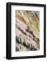 View of canyon slope with oxidizing rocks, Grand Canyon of Yellowstone, Yellowstone , Wyoming-Bill Coster-Framed Photographic Print