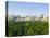 View of Central Park Southwest from Hot Air Balloon-Andria Patino-Stretched Canvas