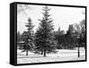 View of Central Park with a Squirrel running around on the Snow-Philippe Hugonnard-Framed Stretched Canvas