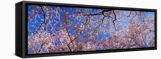 View of Cherry Blossom Trees, Washington State, USA-null-Framed Stretched Canvas