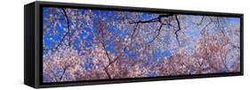 View of Cherry Blossom Trees, Washington State, USA-null-Framed Stretched Canvas