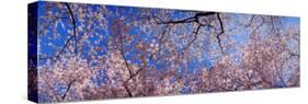 View of Cherry Blossom Trees, Washington State, USA-null-Stretched Canvas