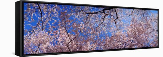 View of Cherry Blossom Trees, Washington State, USA-null-Framed Stretched Canvas