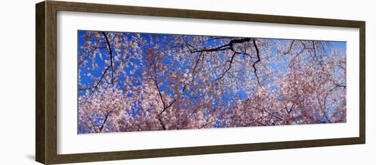 View of Cherry Blossom Trees, Washington State, USA-null-Framed Photographic Print