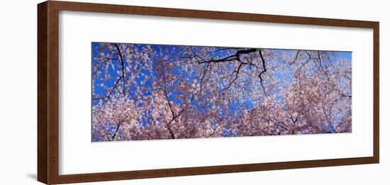 View of Cherry Blossom Trees, Washington State, USA-null-Framed Photographic Print