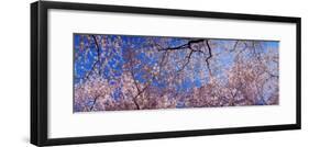 View of Cherry Blossom Trees, Washington State, USA-null-Framed Photographic Print