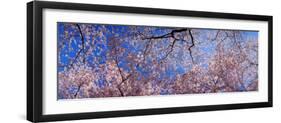 View of Cherry Blossom Trees, Washington State, USA-null-Framed Photographic Print