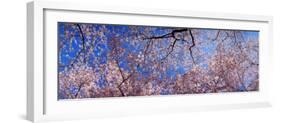 View of Cherry Blossom Trees, Washington State, USA-null-Framed Photographic Print