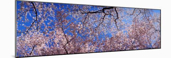View of Cherry Blossom Trees, Washington State, USA-null-Mounted Photographic Print