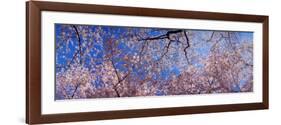 View of Cherry Blossom Trees, Washington State, USA-null-Framed Photographic Print