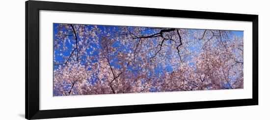 View of Cherry Blossom Trees, Washington State, USA-null-Framed Photographic Print