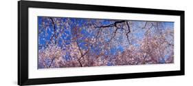 View of Cherry Blossom Trees, Washington State, USA-null-Framed Photographic Print