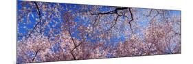 View of Cherry Blossom Trees, Washington State, USA-null-Mounted Photographic Print