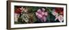 View of Christmas decorations-Panoramic Images-Framed Photographic Print