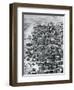 View of City of Timbuktu, Mali, Engraving from Travels Through Central Africa to Timbuctoo-Rene Caillie-Framed Giclee Print