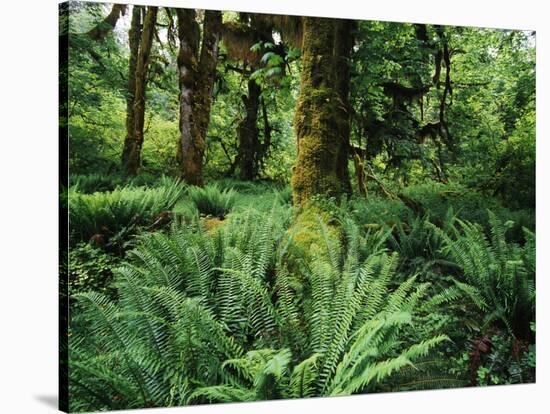 View of Clubmoss, Hoh Rainforest, Olympic National Park, Washington State, USA-Stuart Westmorland-Stretched Canvas