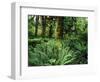 View of Clubmoss, Hoh Rainforest, Olympic National Park, Washington State, USA-Stuart Westmorland-Framed Photographic Print