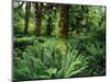 View of Clubmoss, Hoh Rainforest, Olympic National Park, Washington State, USA-Stuart Westmorland-Mounted Photographic Print