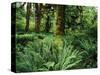 View of Clubmoss, Hoh Rainforest, Olympic National Park, Washington State, USA-Stuart Westmorland-Stretched Canvas