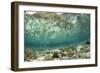 View of coral reef habitat in shallows, Potato Point, Fiabacet Island, West Papua-Colin Marshall-Framed Photographic Print