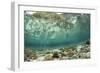 View of coral reef habitat in shallows, Potato Point, Fiabacet Island, West Papua-Colin Marshall-Framed Photographic Print