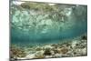 View of coral reef habitat in shallows, Potato Point, Fiabacet Island, West Papua-Colin Marshall-Mounted Photographic Print
