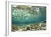 View of coral reef habitat in shallows, Potato Point, Fiabacet Island, West Papua-Colin Marshall-Framed Photographic Print