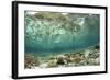 View of coral reef habitat in shallows, Potato Point, Fiabacet Island, West Papua-Colin Marshall-Framed Photographic Print