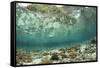 View of coral reef habitat in shallows, Potato Point, Fiabacet Island, West Papua-Colin Marshall-Framed Stretched Canvas