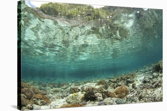 View of coral reef habitat in shallows, Potato Point, Fiabacet Island, West Papua-Colin Marshall-Stretched Canvas