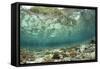 View of coral reef habitat in shallows, Potato Point, Fiabacet Island, West Papua-Colin Marshall-Framed Stretched Canvas
