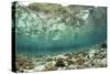 View of coral reef habitat in shallows, Potato Point, Fiabacet Island, West Papua-Colin Marshall-Stretched Canvas