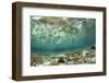 View of coral reef habitat in shallows, Potato Point, Fiabacet Island, West Papua-Colin Marshall-Framed Photographic Print